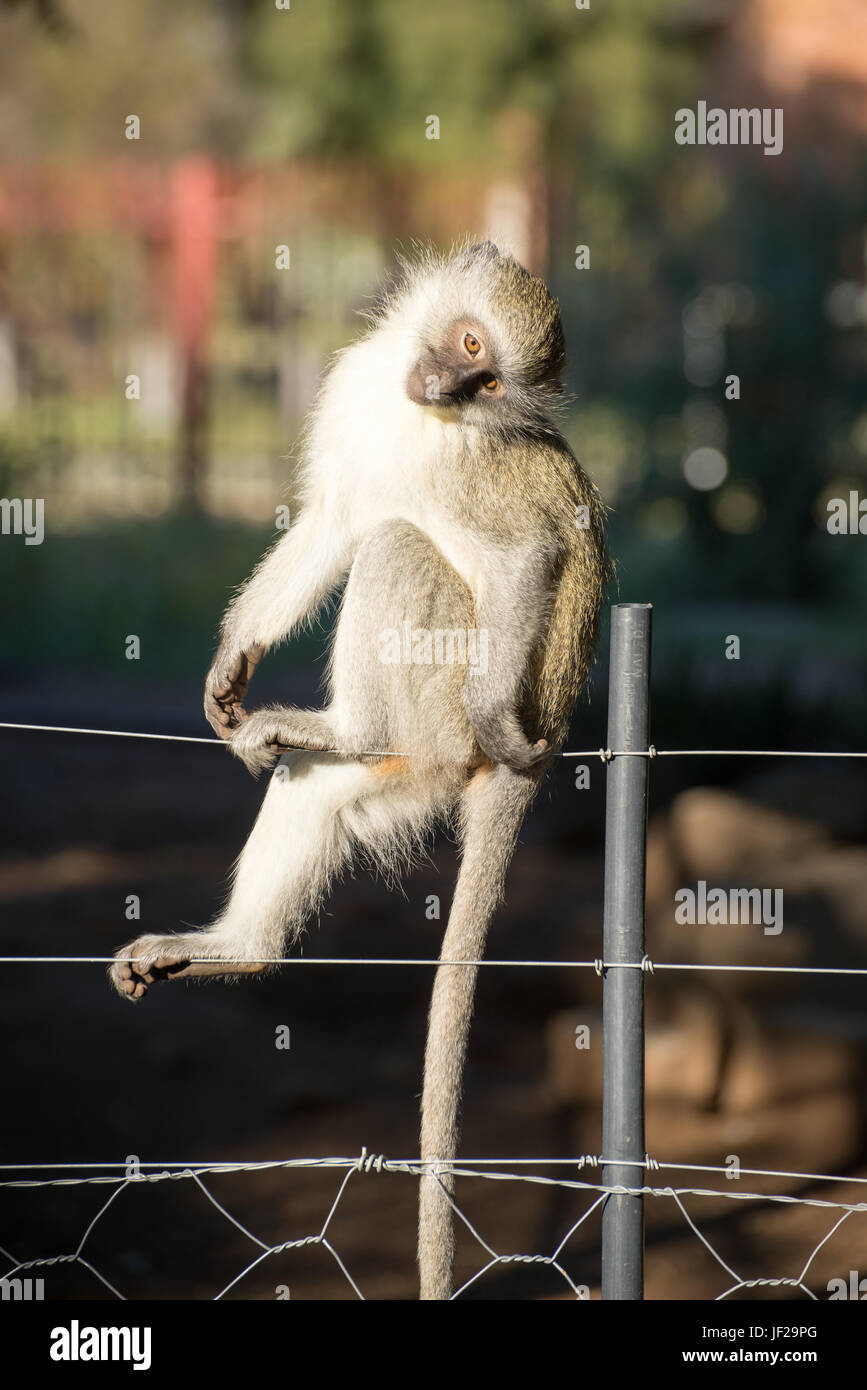 Cute Monkey on Fence Stock Photo