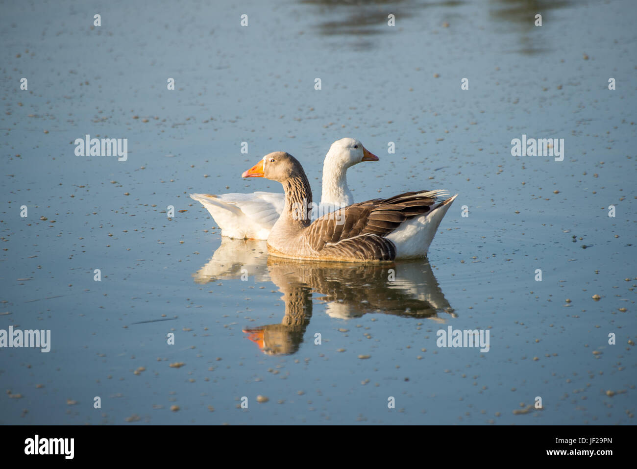 Geese on the River Stock Photo