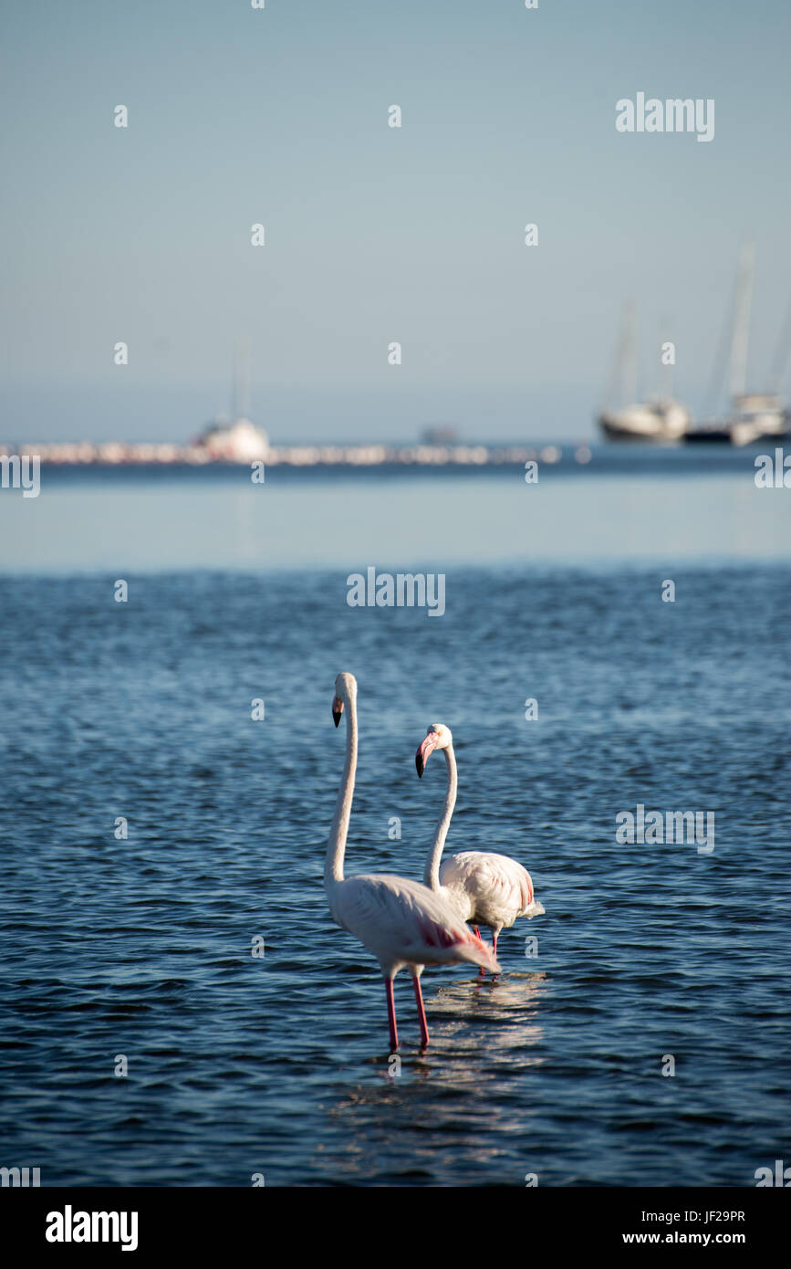 Two Flamingos in the Bay Stock Photo