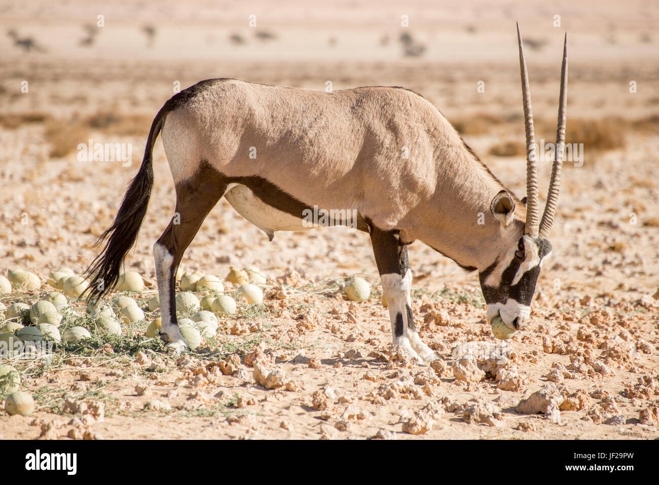 Oryx with Desert Melon in Mouth Stock Photo