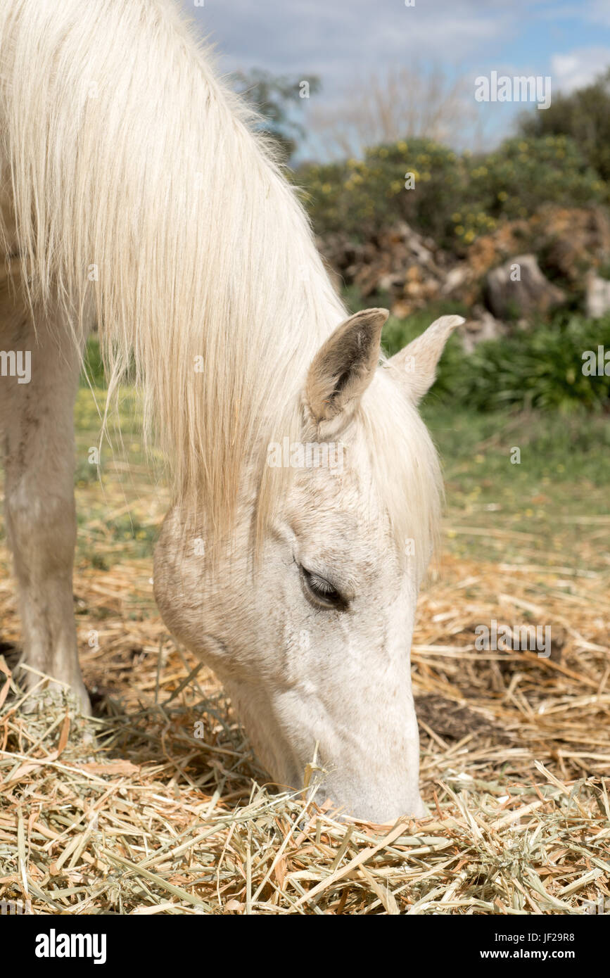 Arabian Horse Grazing Stock Photo