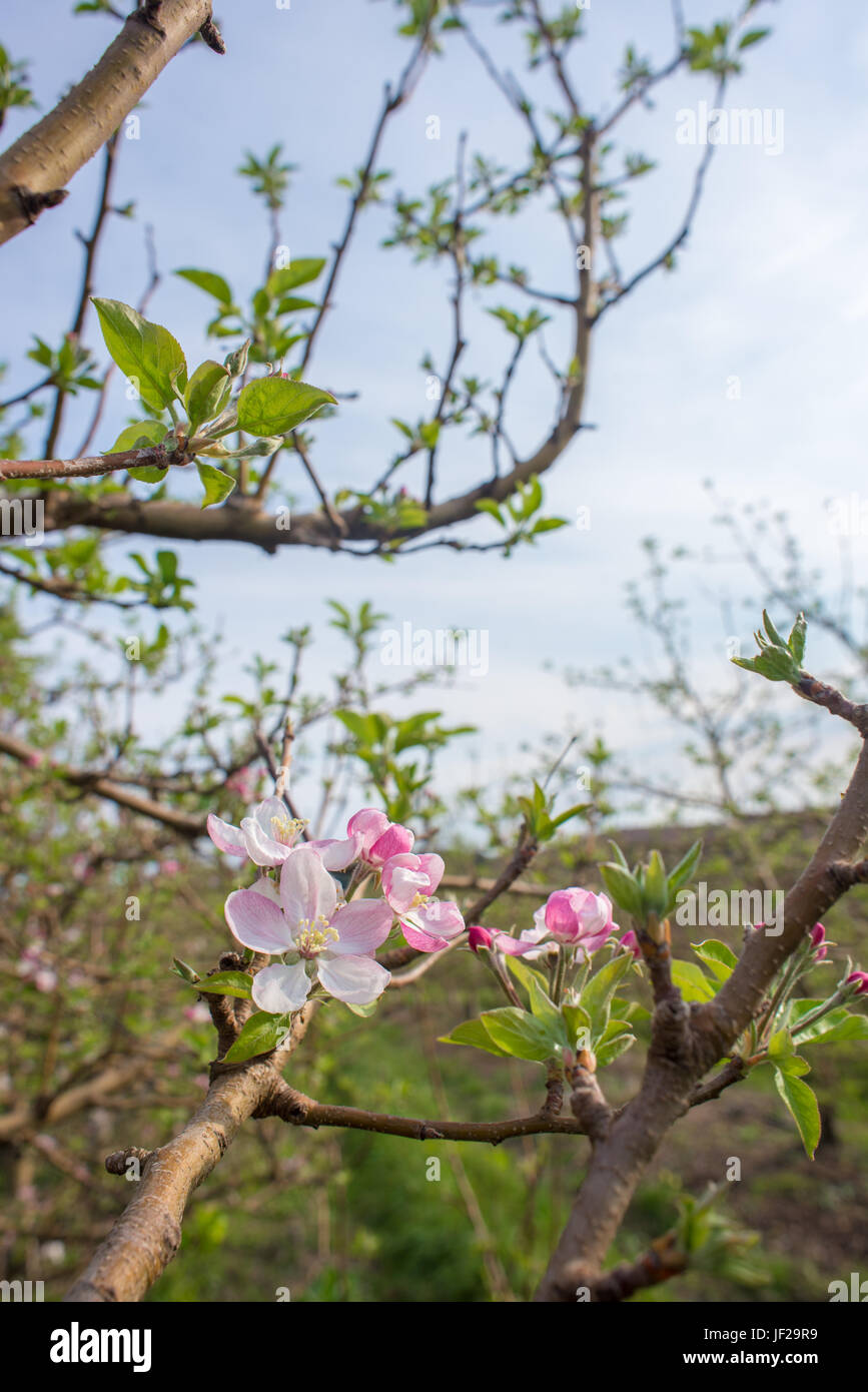 Apple Blossoms on Tree Stock Photo