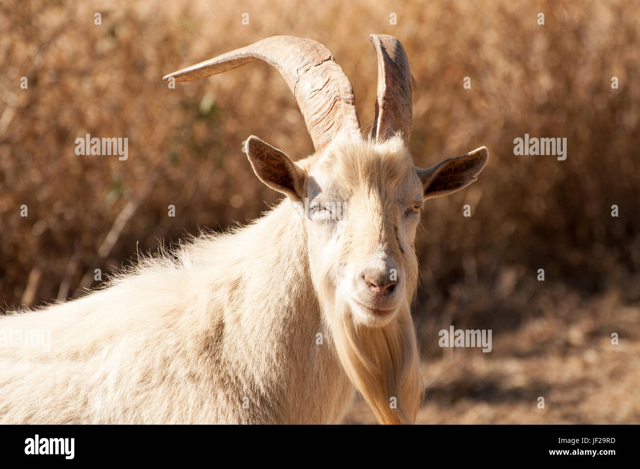 Portrait of a Billy Goat Stock Photo