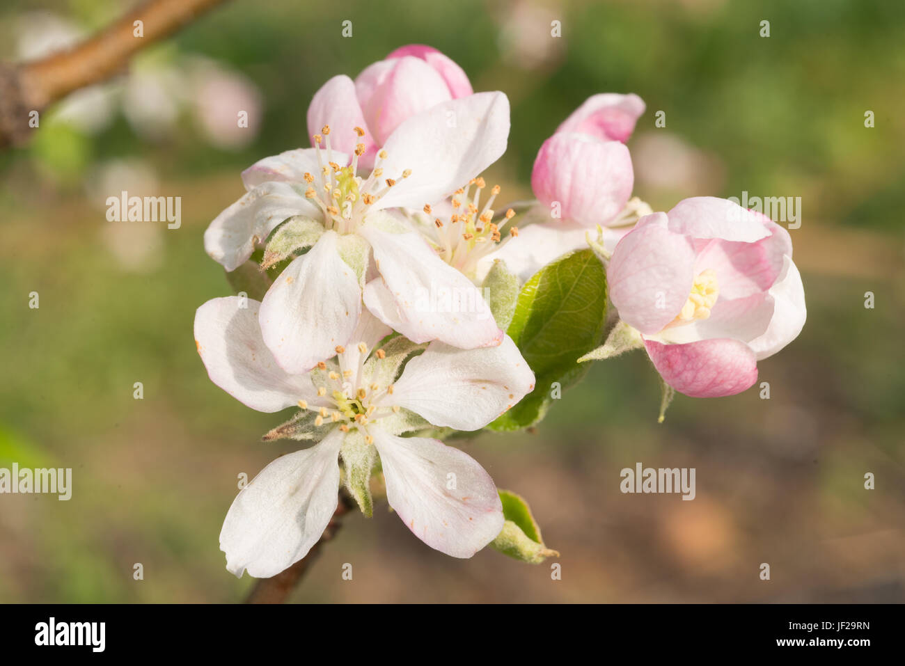 Apple Blossoms of White and Pink Stock Photo