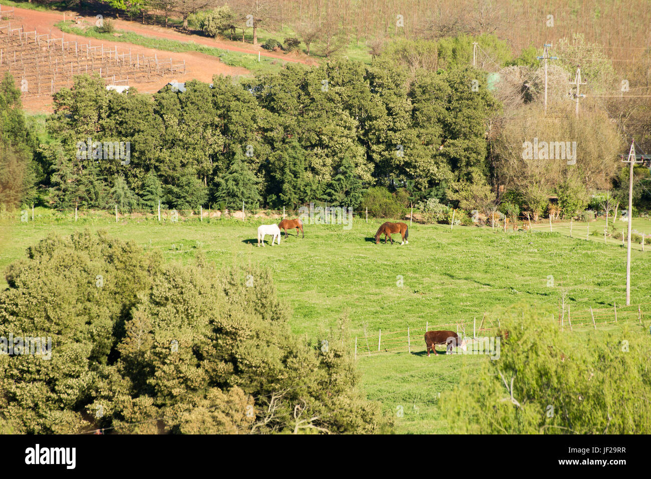 Farmland with Horses and Cow Stock Photo