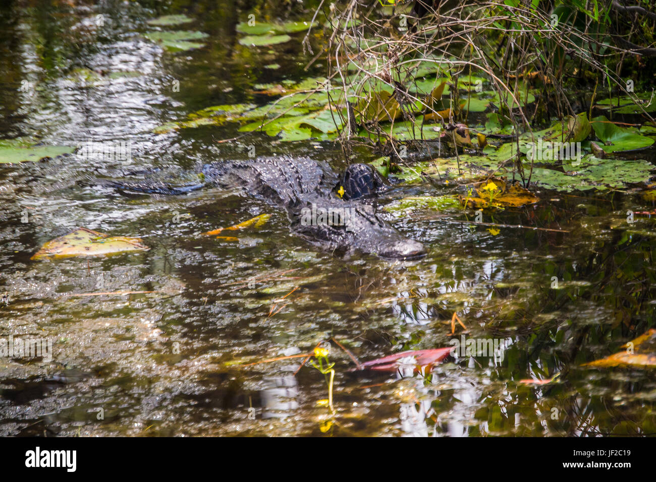 American Alligator moving toward you in the water in the Okefenokee Wildlife Refuge. Stock Photo