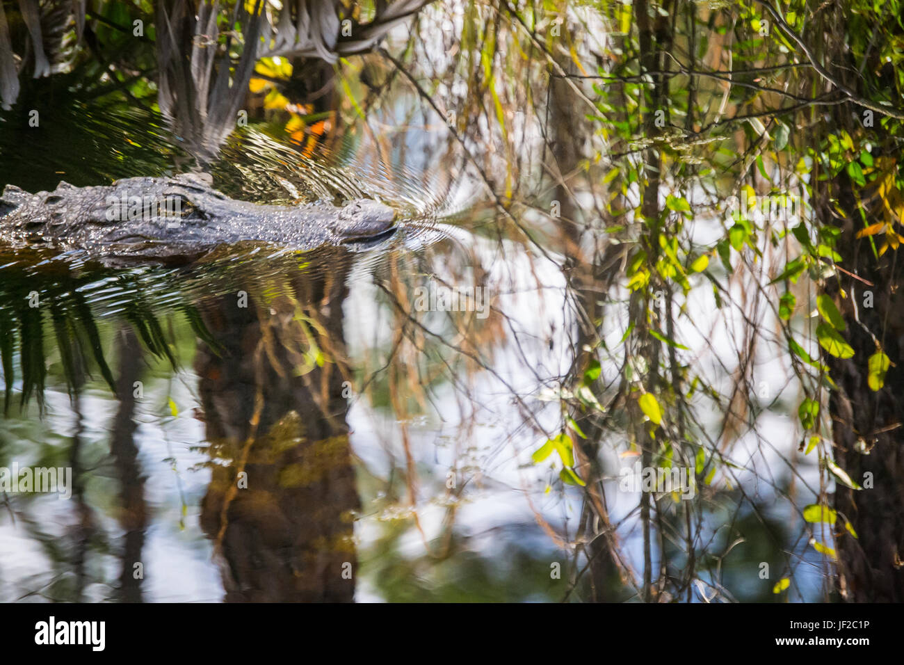 American Alligator (close up of his head)in the water in the Okefenokee Wildlife Refuge. Stock Photo