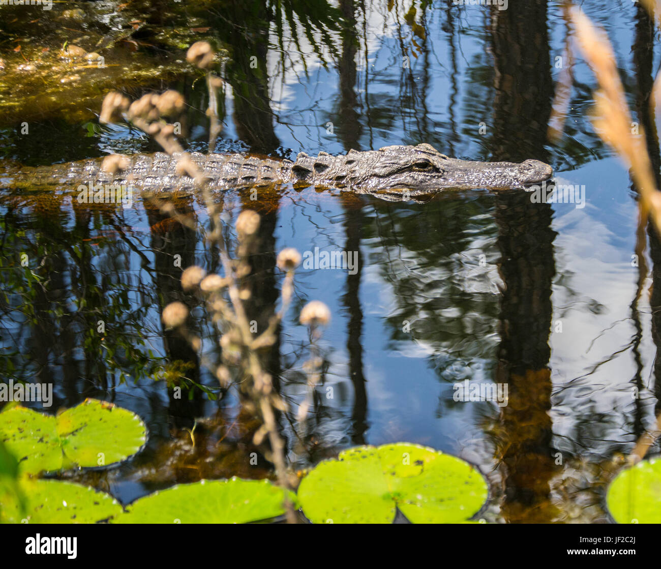 American Alligator in the water in the Okefenokee Wildlife Refuge. Stock Photo