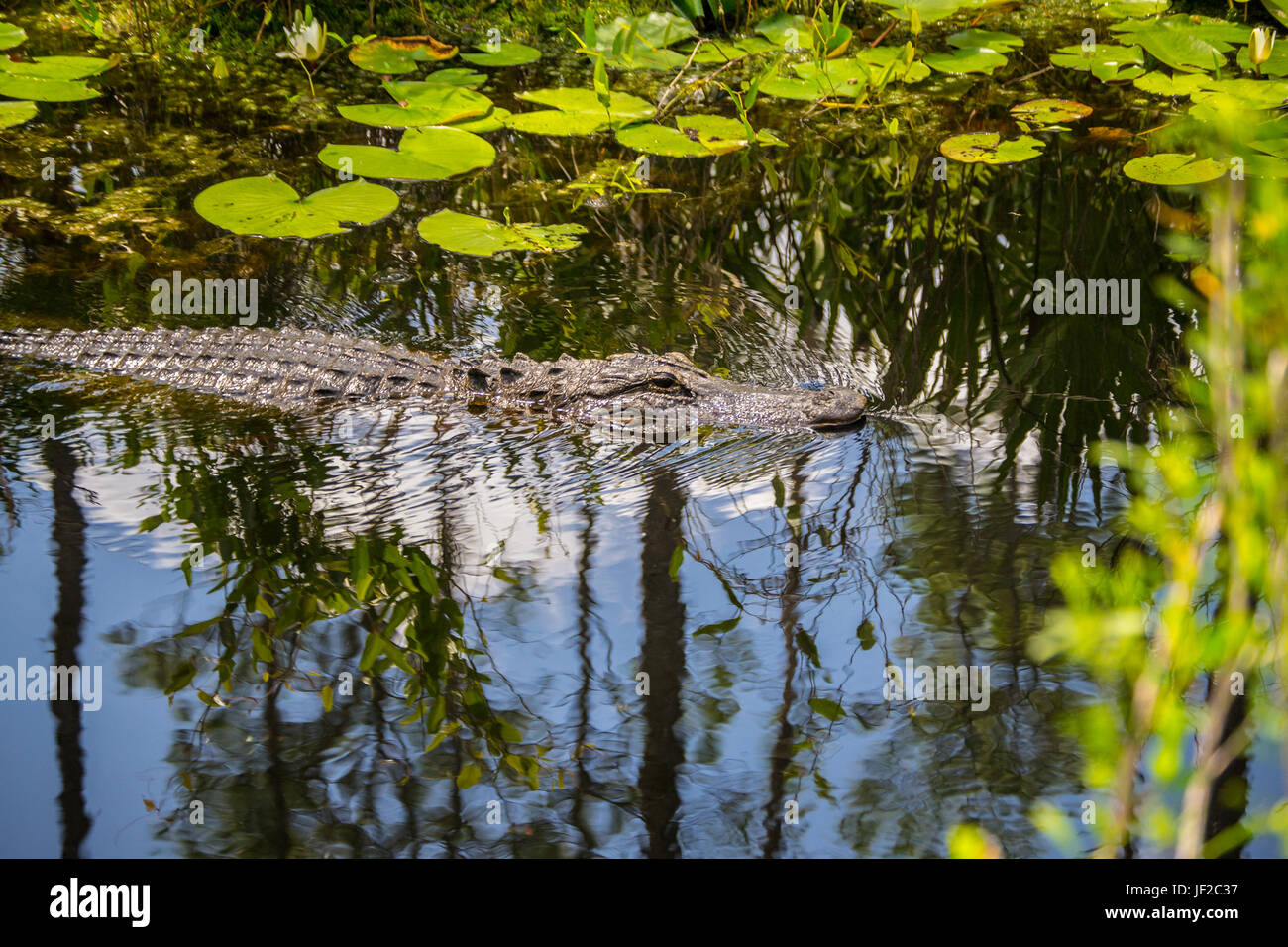 American Alligator swimming down a canal in the Okefenokee Wildlife Refuge. Stock Photo