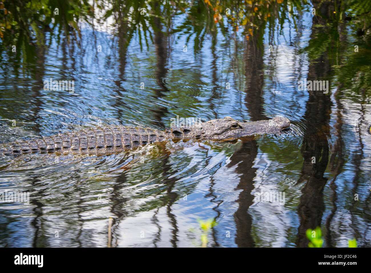 American Alligator swimming in the water in the Okefenokee Wildlife Refuge. Stock Photo