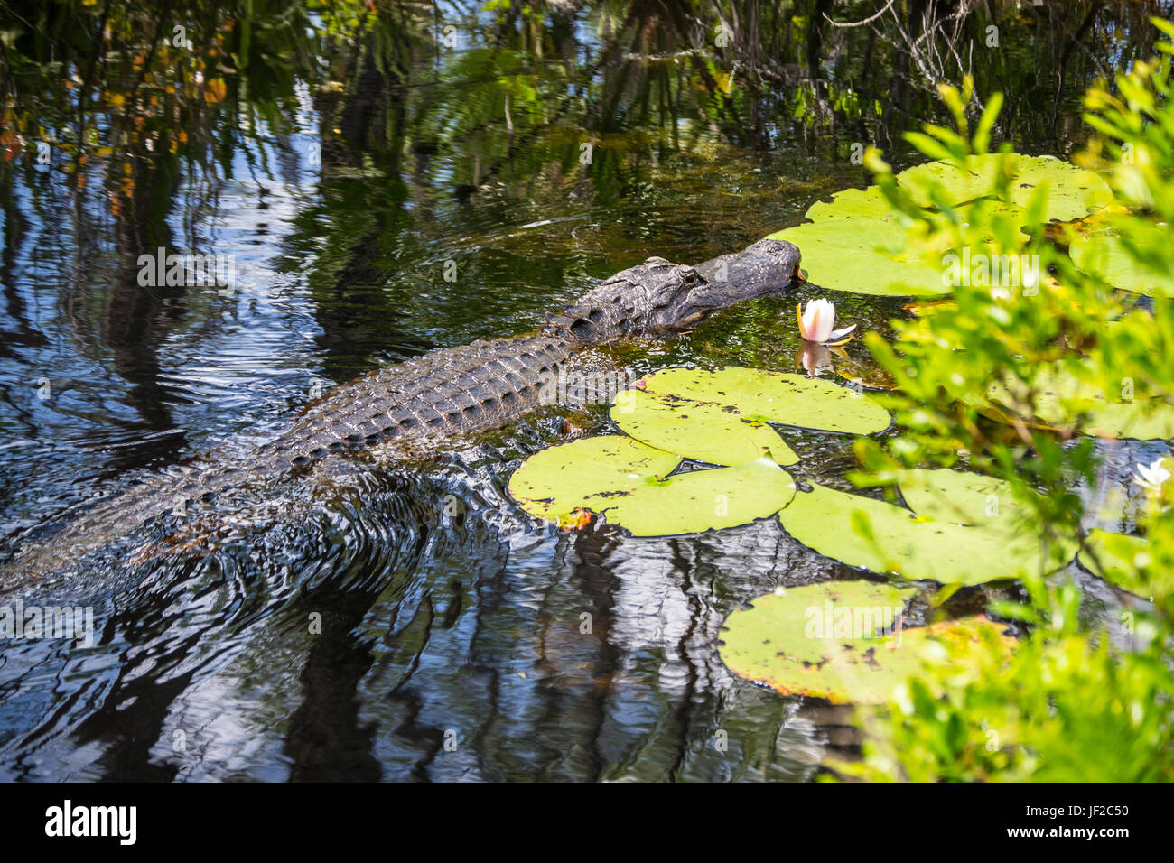 American Alligator Swimming near lily-pads in the Okefenokee Wildlife Refuge. Stock Photo