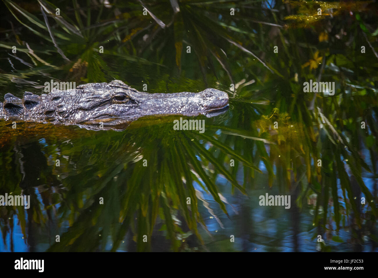 American Alligator head in the swamp in the Okefenokee National Wildlife Refuge. Stock Photo