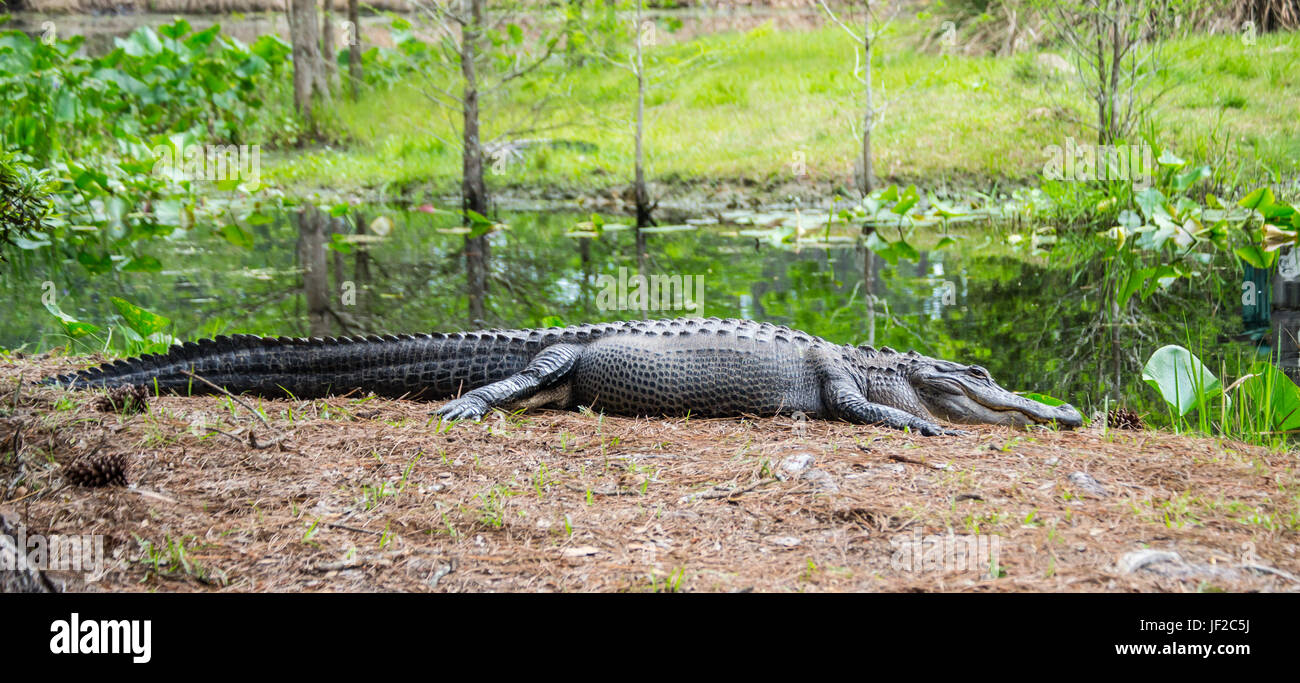 American Alligator (full length profile) Okefenokee National Wildlife Refuge. Stock Photo