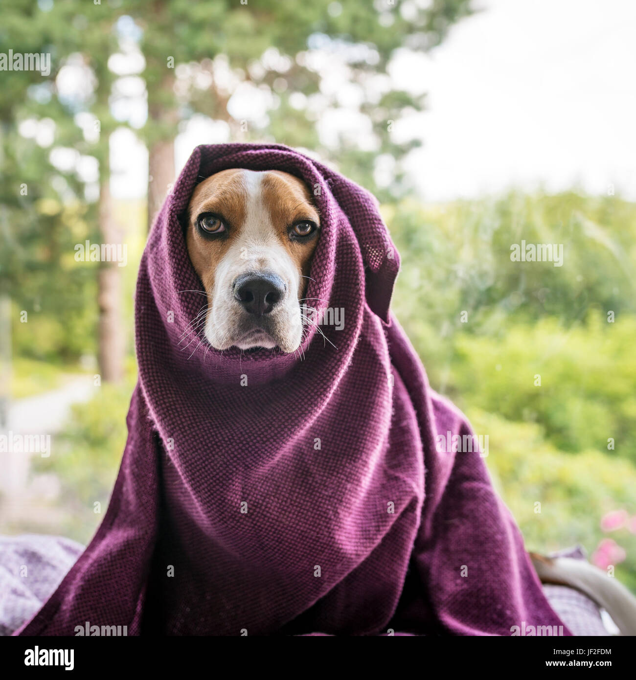 Dog wrapped in blanket Stock Photo Alamy