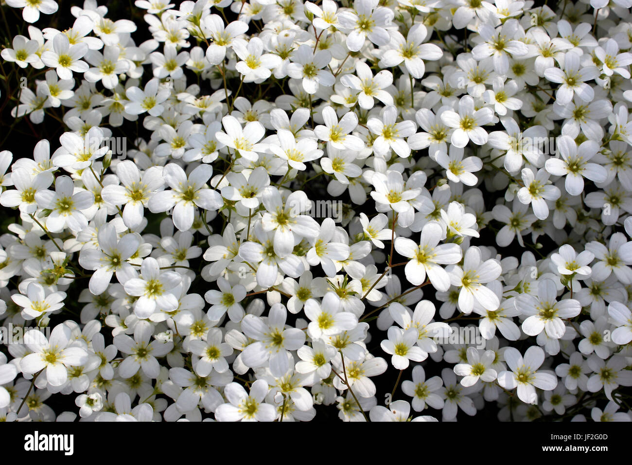 Saxifrage plant with a mass of white flowerheads Stock Photo
