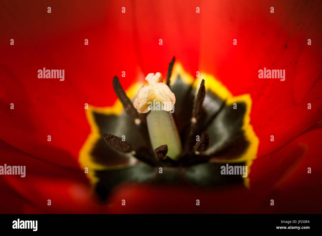 Beautiful tulips on a natural background in spring Stock Photo - Alamy