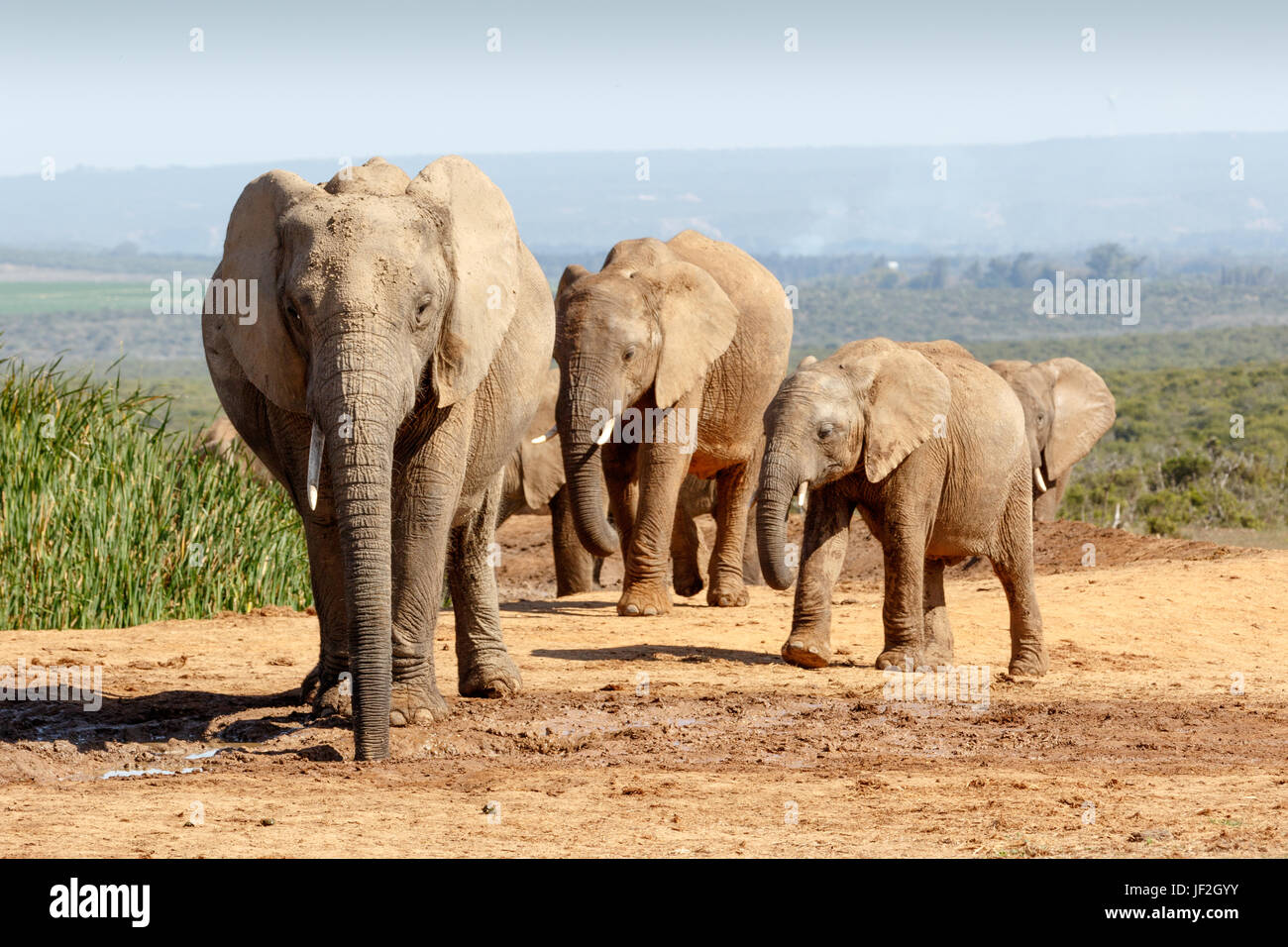 African Bush Elephant family gathering at the watering hole Stock Photo