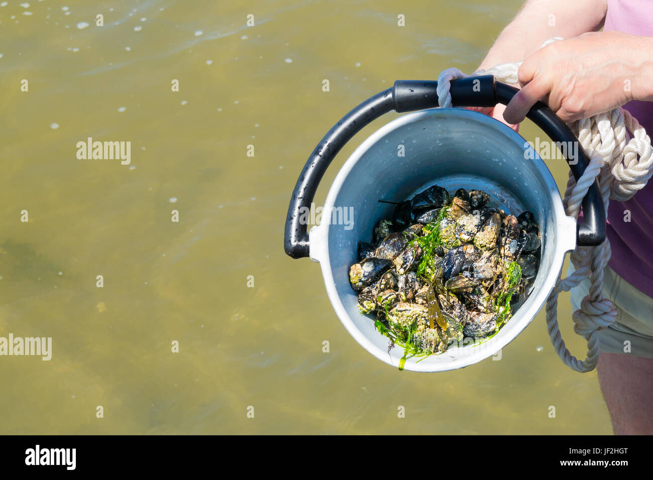 Man holding bucket with self-picked blue mussels standing in shallow water at low tide on Waddensea, Netherlands Stock Photo