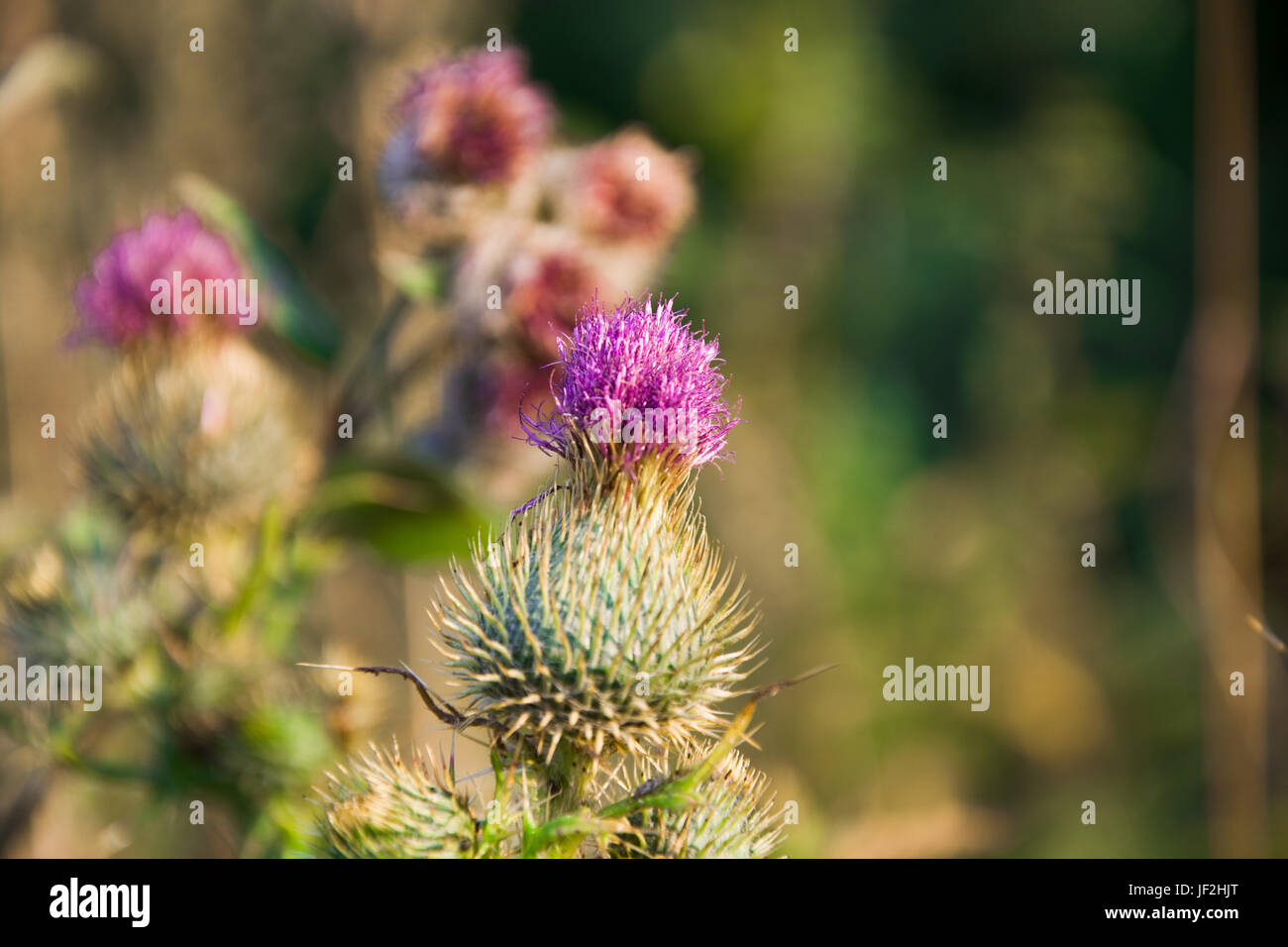 Flowering plants thistle weed Stock Photo