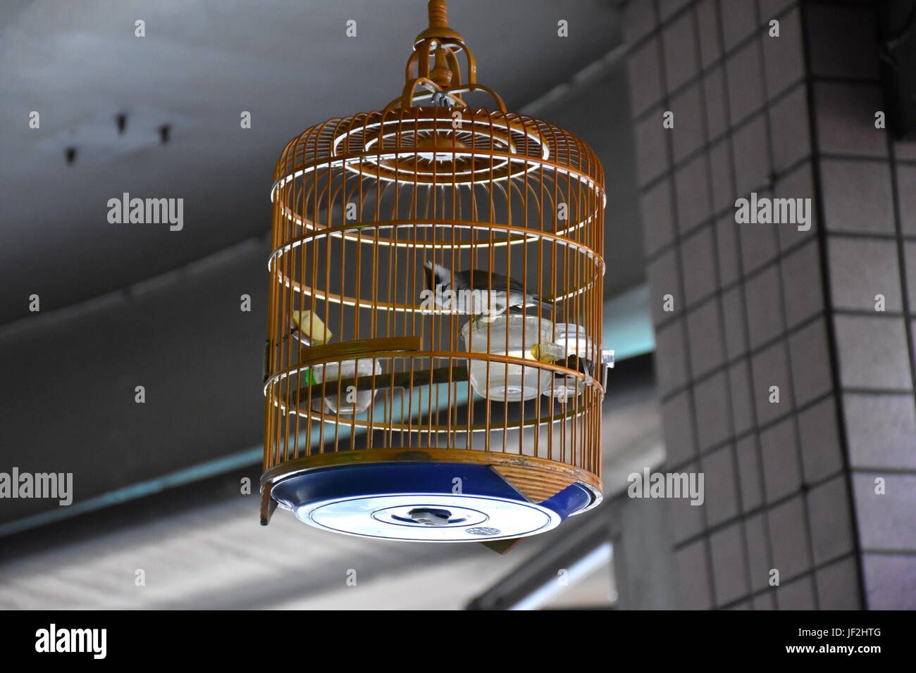Bird in bamboo cage hanging over sidewalk, very cute pet and singing as I took its picture. Taiwan Stock Photo