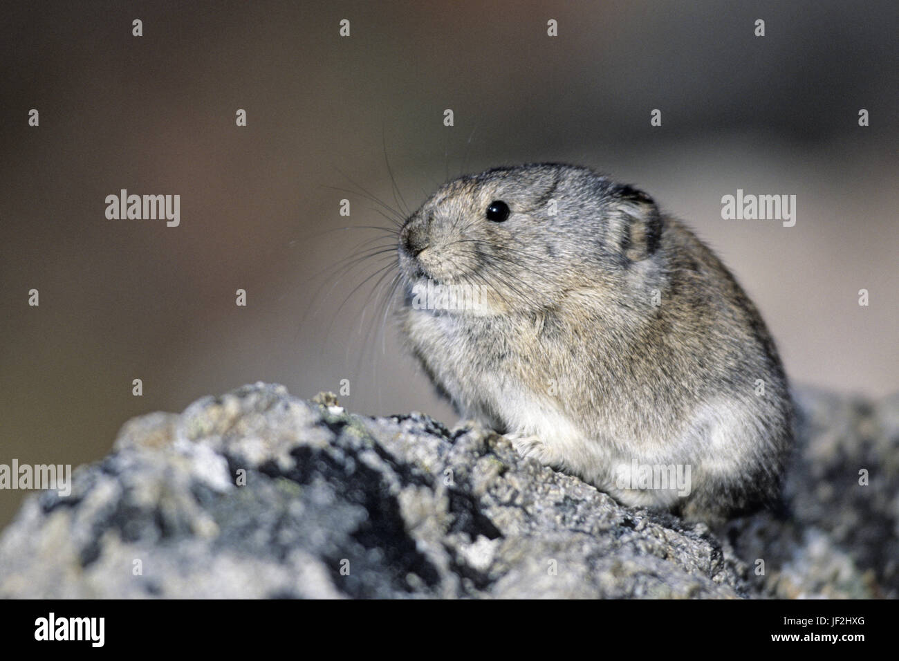 Collared Pika is seen as an asocial species Stock Photo