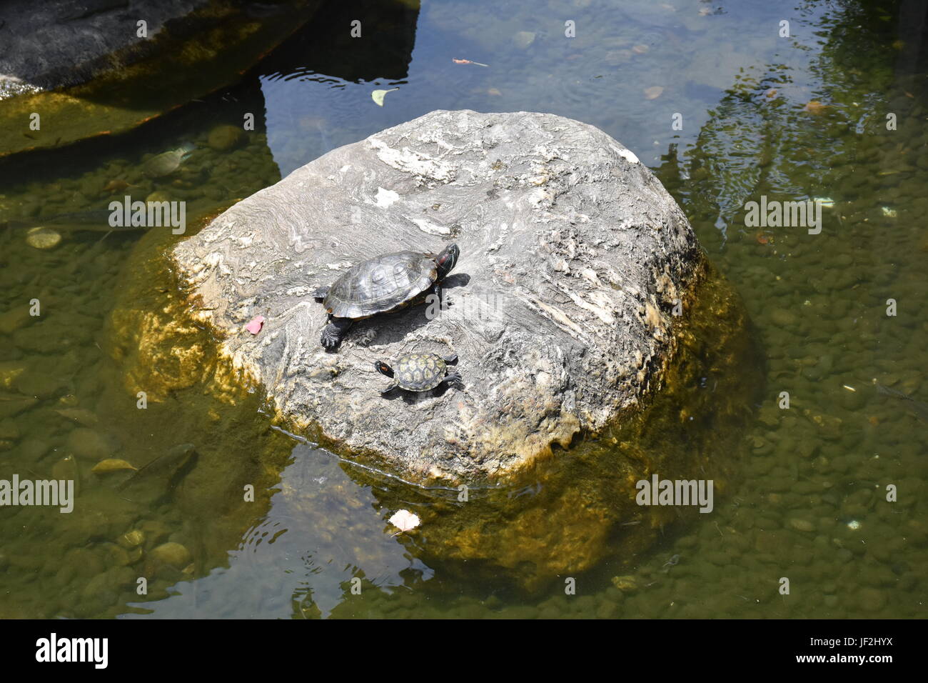 Big and small turtles sun bathing on large rock in pond at park, and were once pets that were released to get freedom. Stock Photo