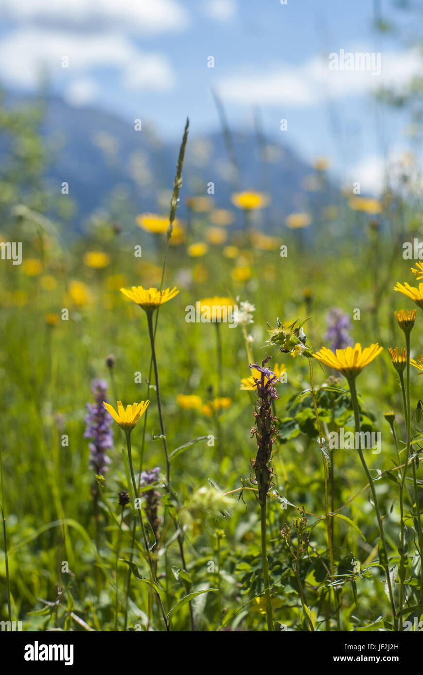 Orchids, Mittenwald, Germany, Bavaria Stock Photo