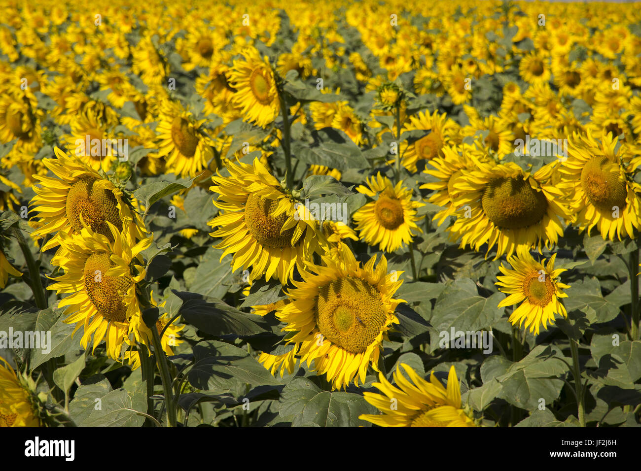 beautiful sunflowers field Stock Photo - Alamy