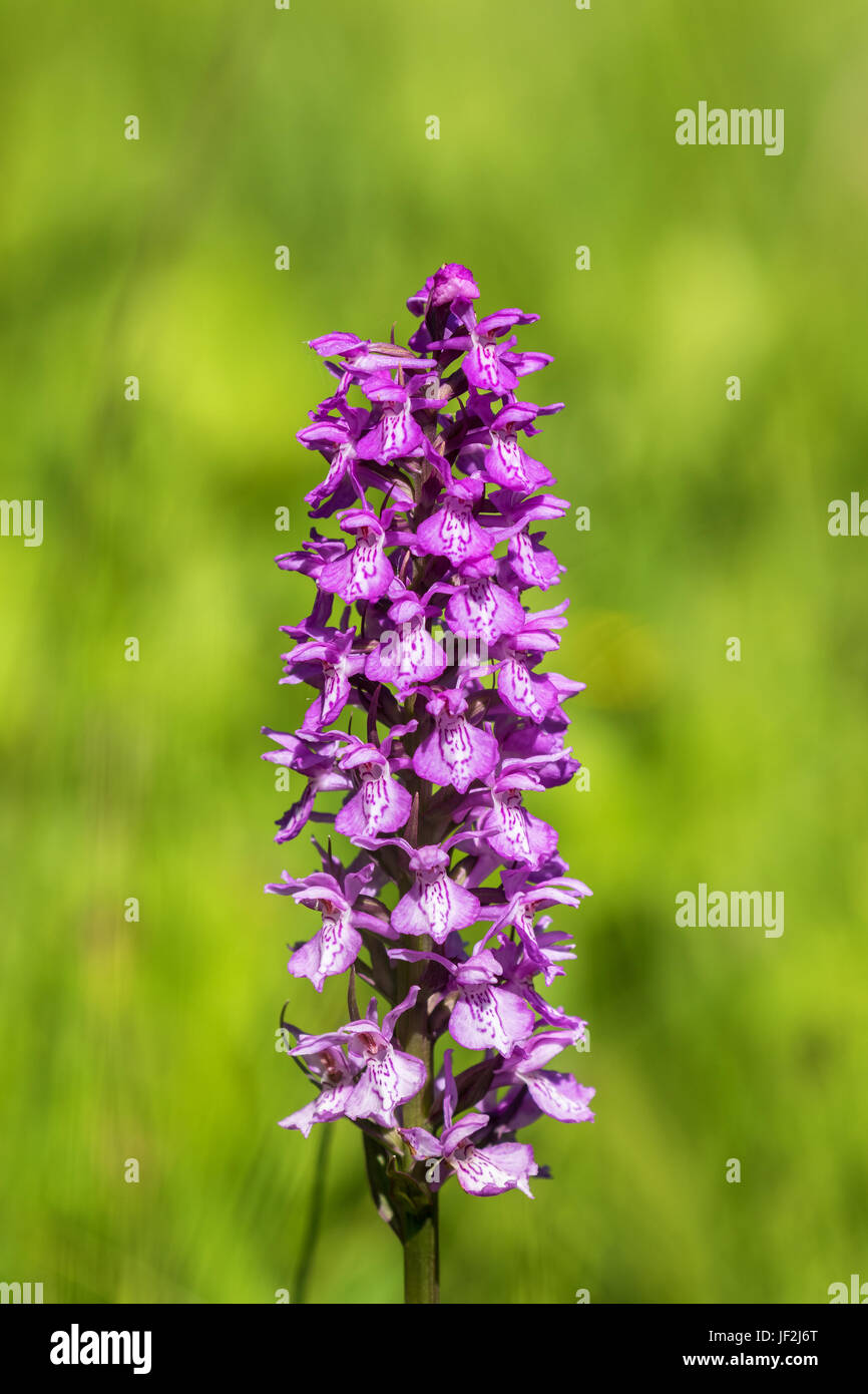 Close up of Western marsh orchid that blooms on a meadow Stock Photo