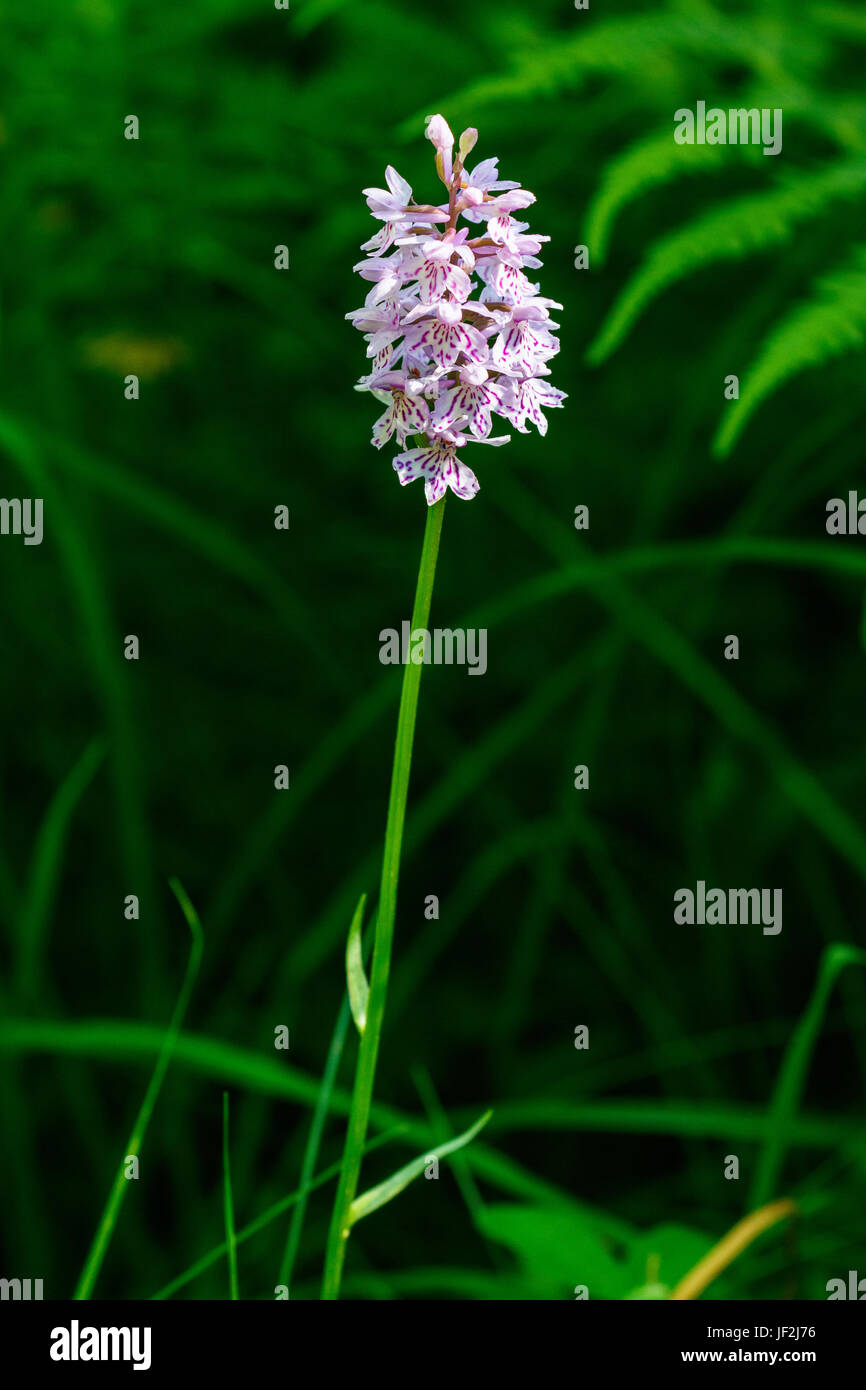 Spotted orchid in a forest Stock Photo