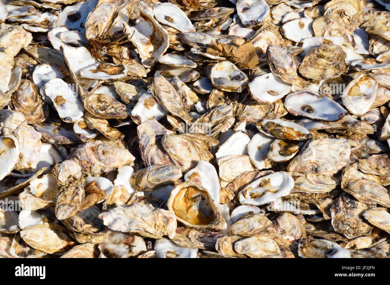 large pile of opened oysters Stock Photo