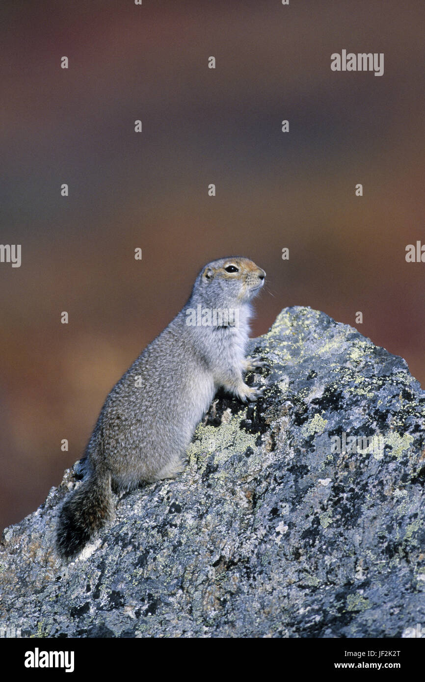Arctic Ground Squirrel is diurnal Stock Photo