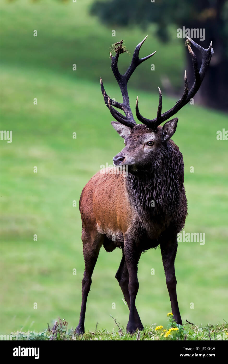 A Portrait of A Native Irish Red Deer Stag in the Kerry Mountains Ireland Stock Photo