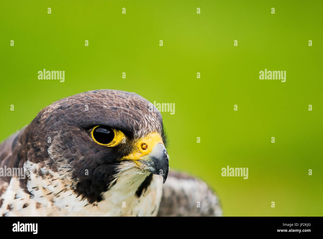 A Portrait of a Peregrine Falcon with a green Background Stock Photo