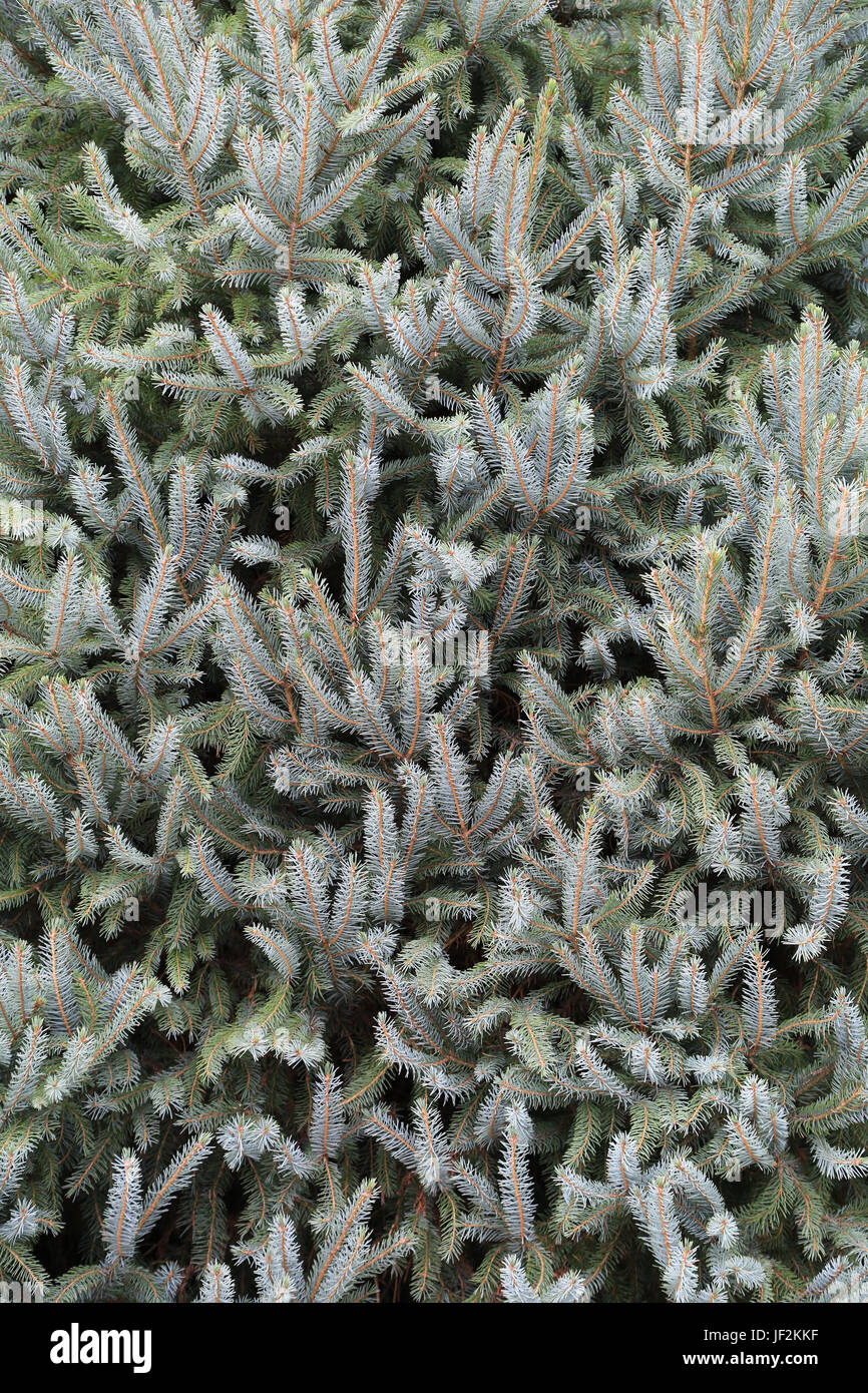 Spruce branches, picea Stock Photo