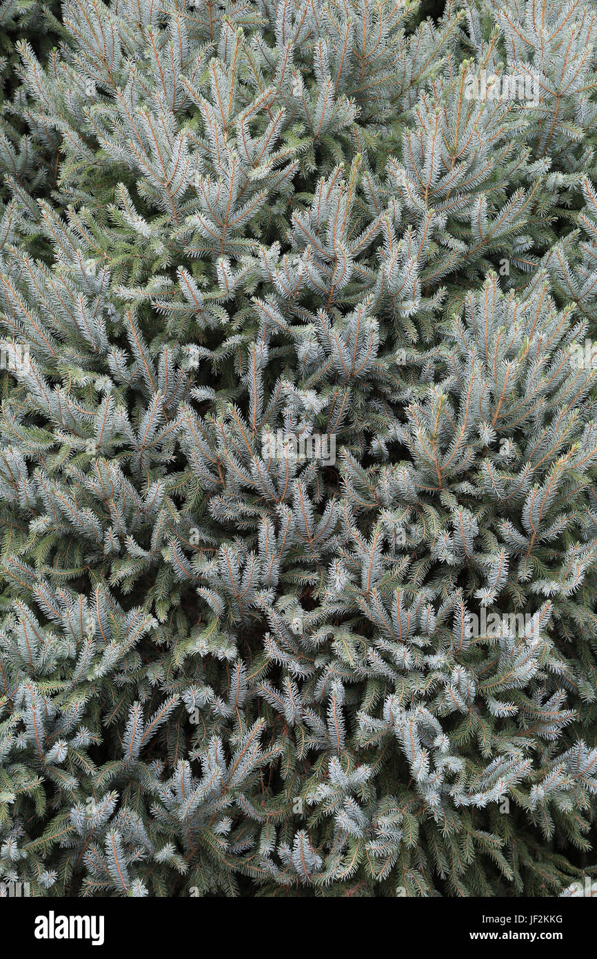 Spruce branches, picea Stock Photo