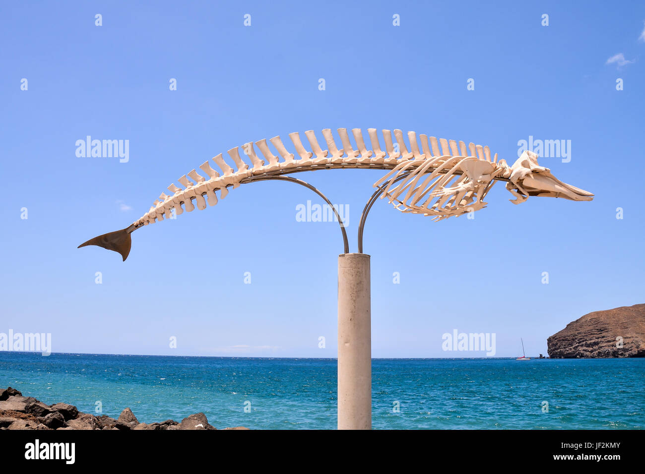 Whale fish bone hires stock photography and images Alamy