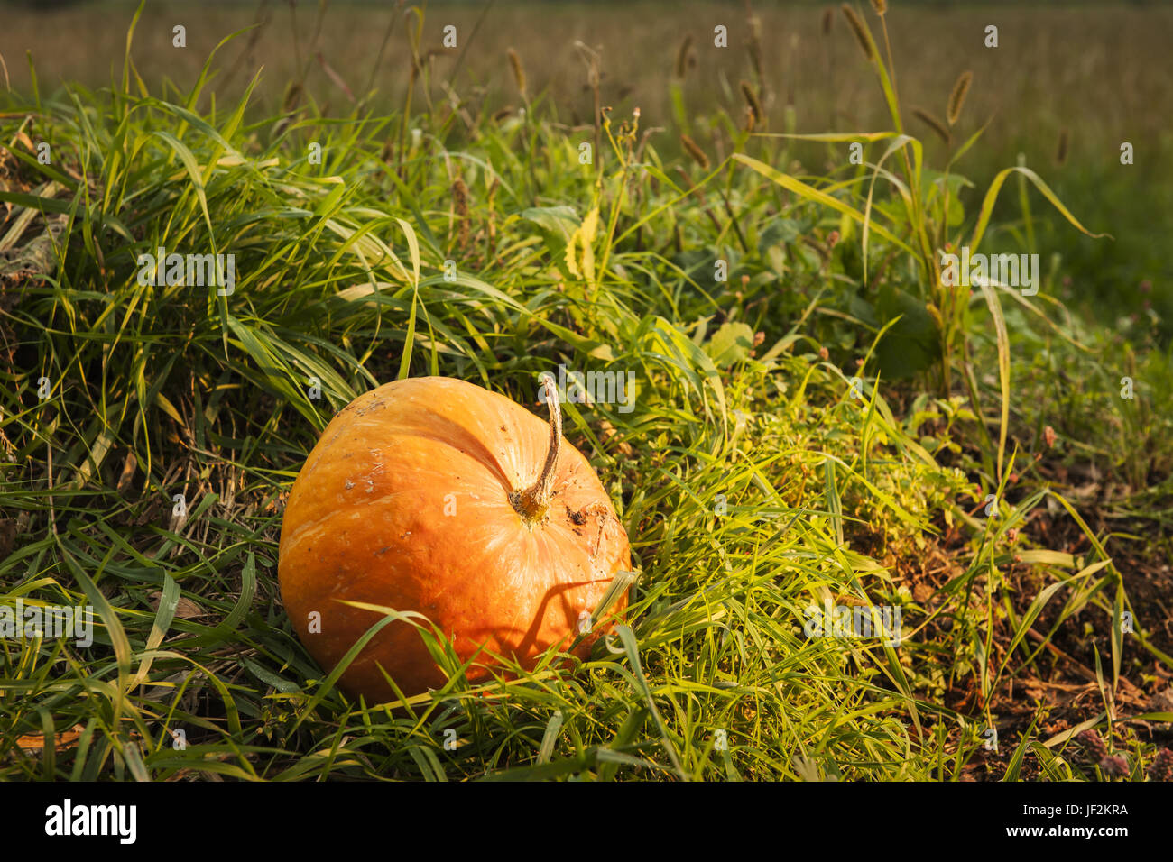 Pumpkin in the grass Stock Photo - Alamy
