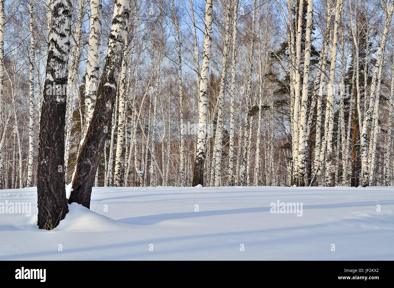 Birch forest in russia hi-res stock photography and images - Alamy