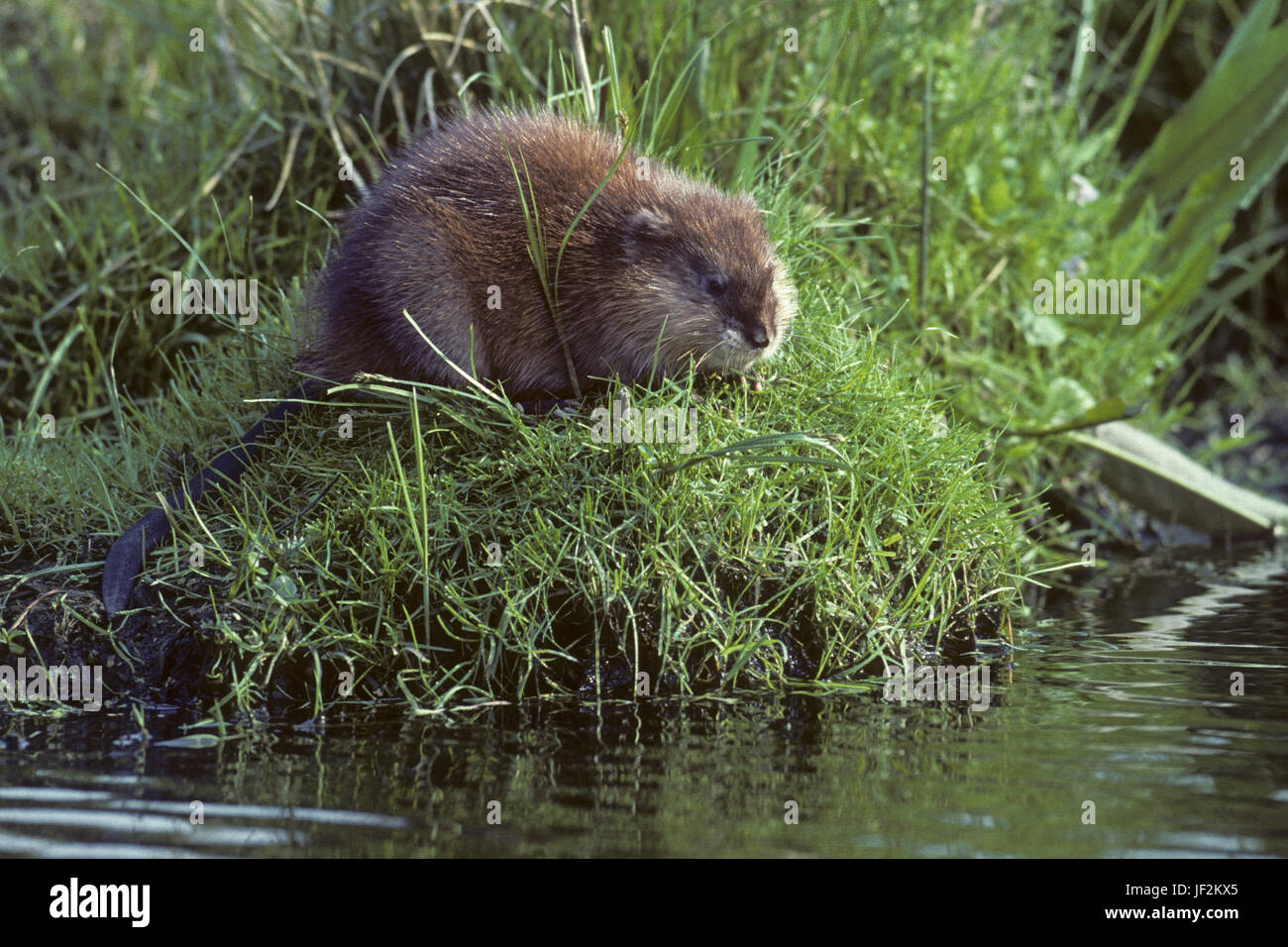 Muskrat is a semiaquatic rodent Stock Photo