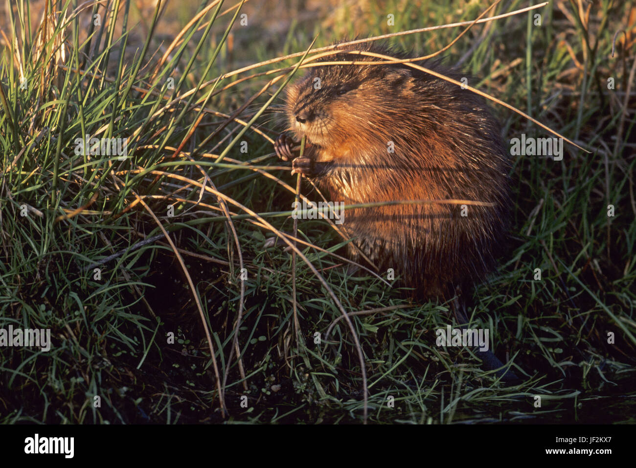 Muskrat is a semiaquatic rodent Stock Photo