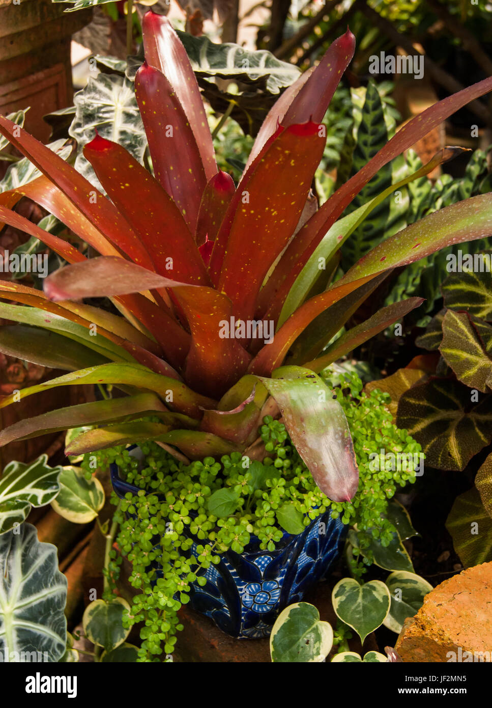 A bromeliad plant with some other greenery in a beautiful blue pot Stock Photo