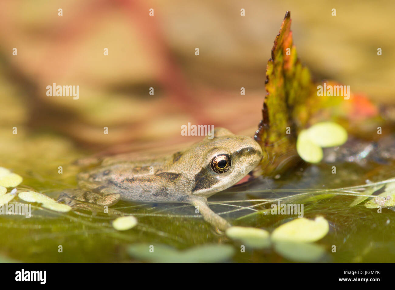 Baby frog with tail hi-res stock photography and images - Alamy
