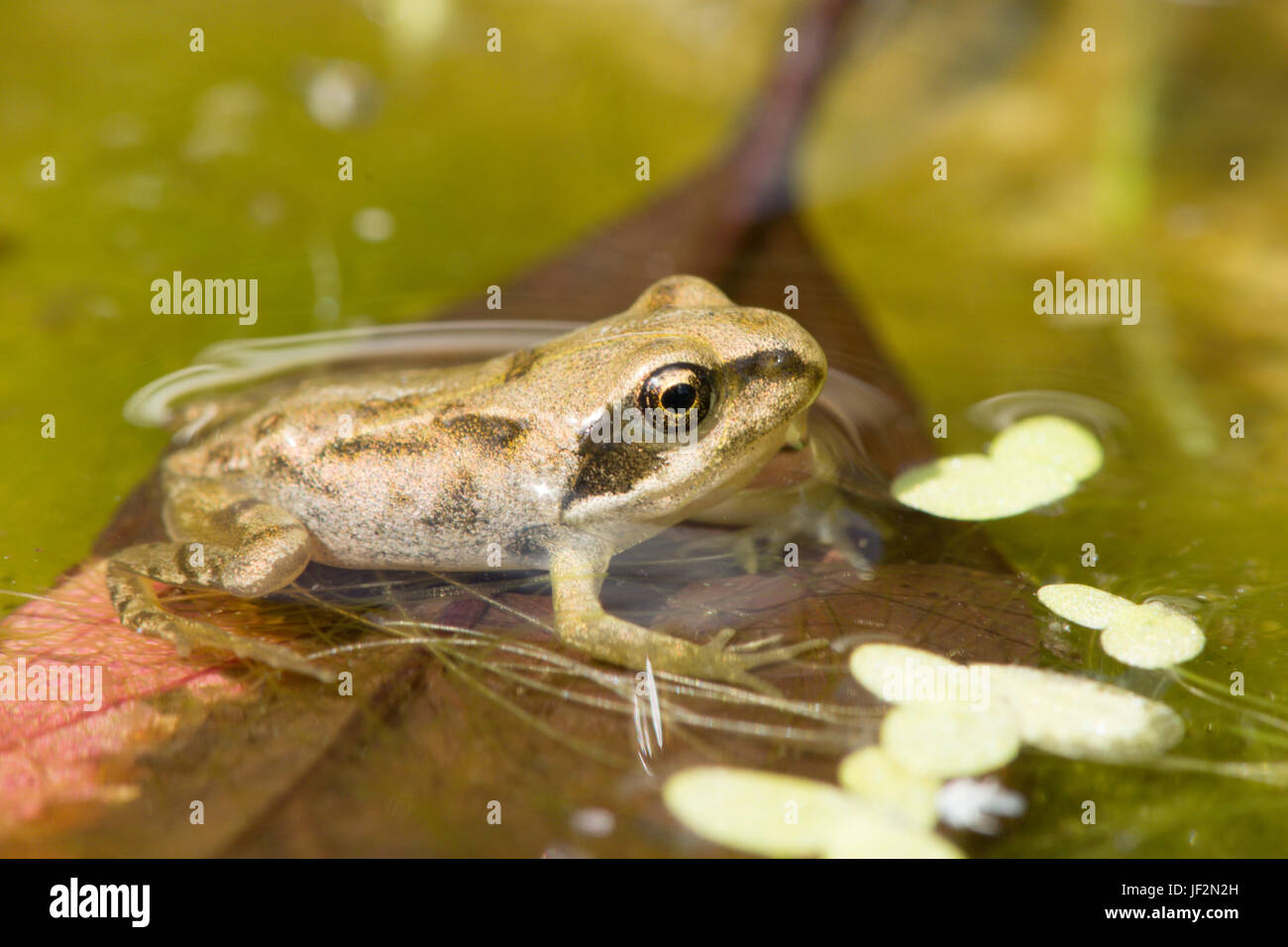 Froglet, Common Frog, Rana temporaria, newly emerged without tail from
