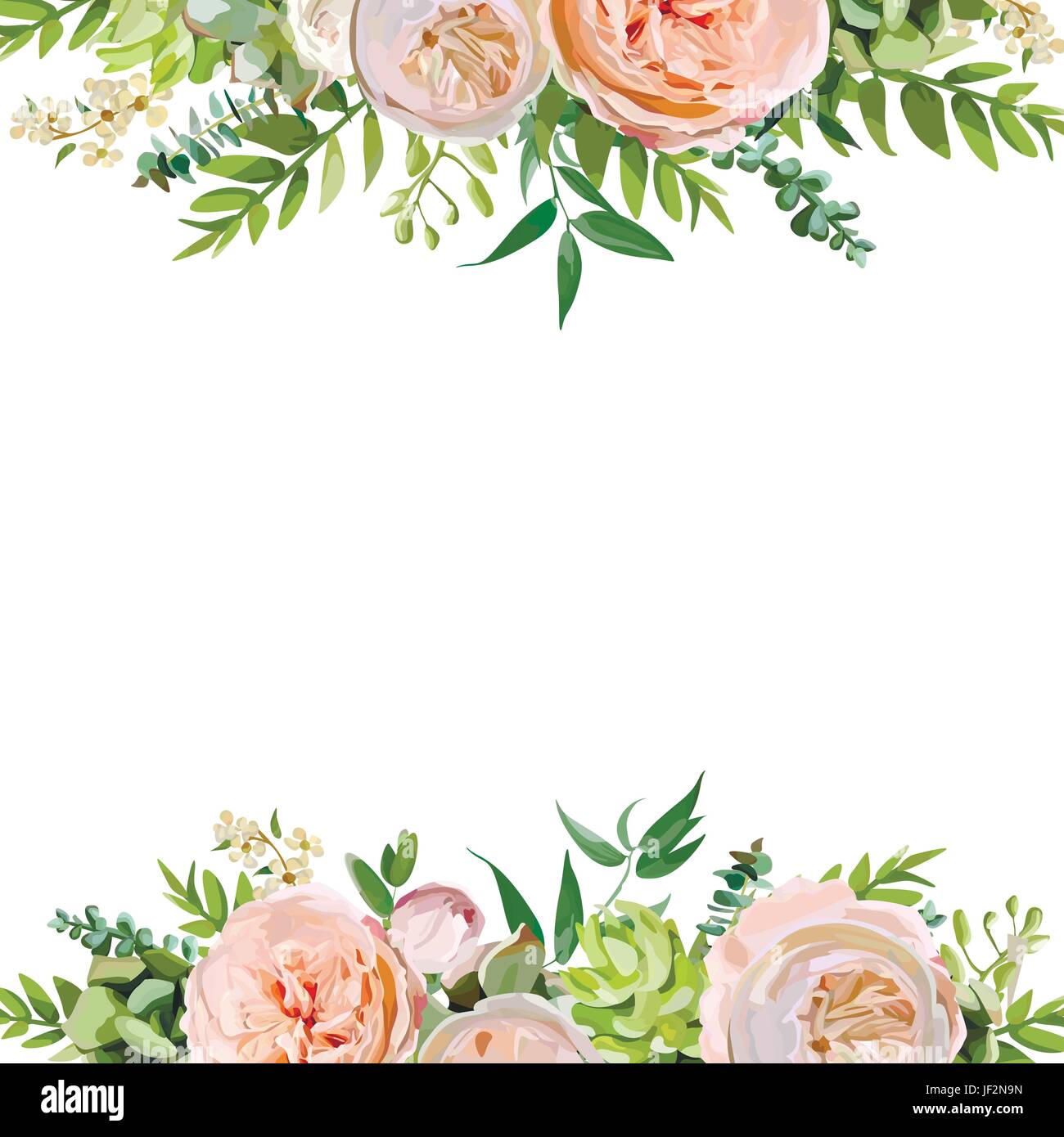 Vector floral design square card design. Soft pink peach english garden rose, eucalyptus green fern leaves mix. Greeting delicate wedding invitation,  Stock Vector