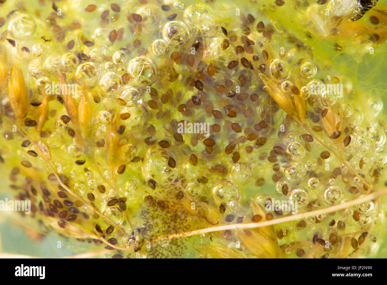 Dragonfly eggs hires stock photography and images Alamy