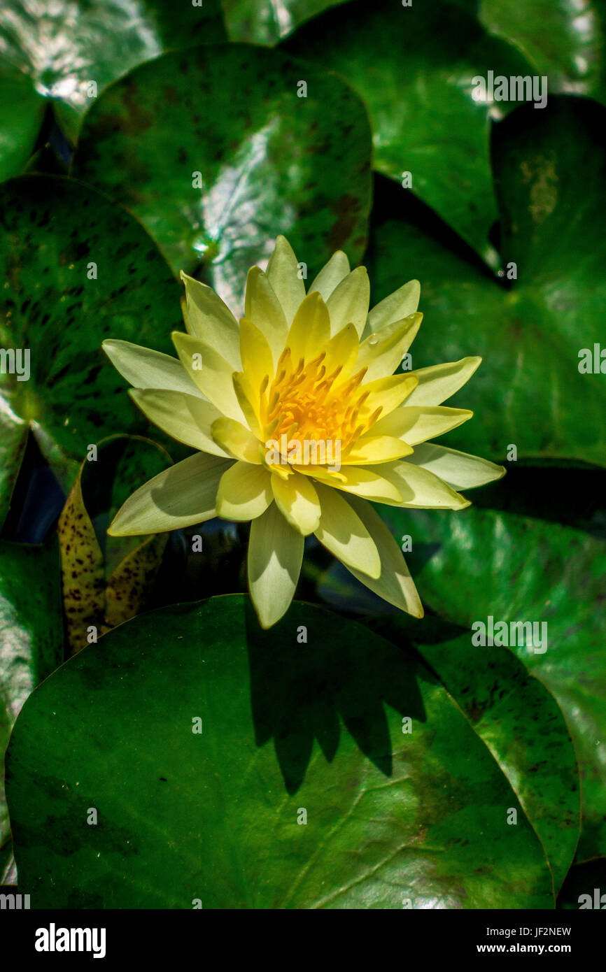 Yellow water lilies at the botanical garden in Padova, Italy Stock
