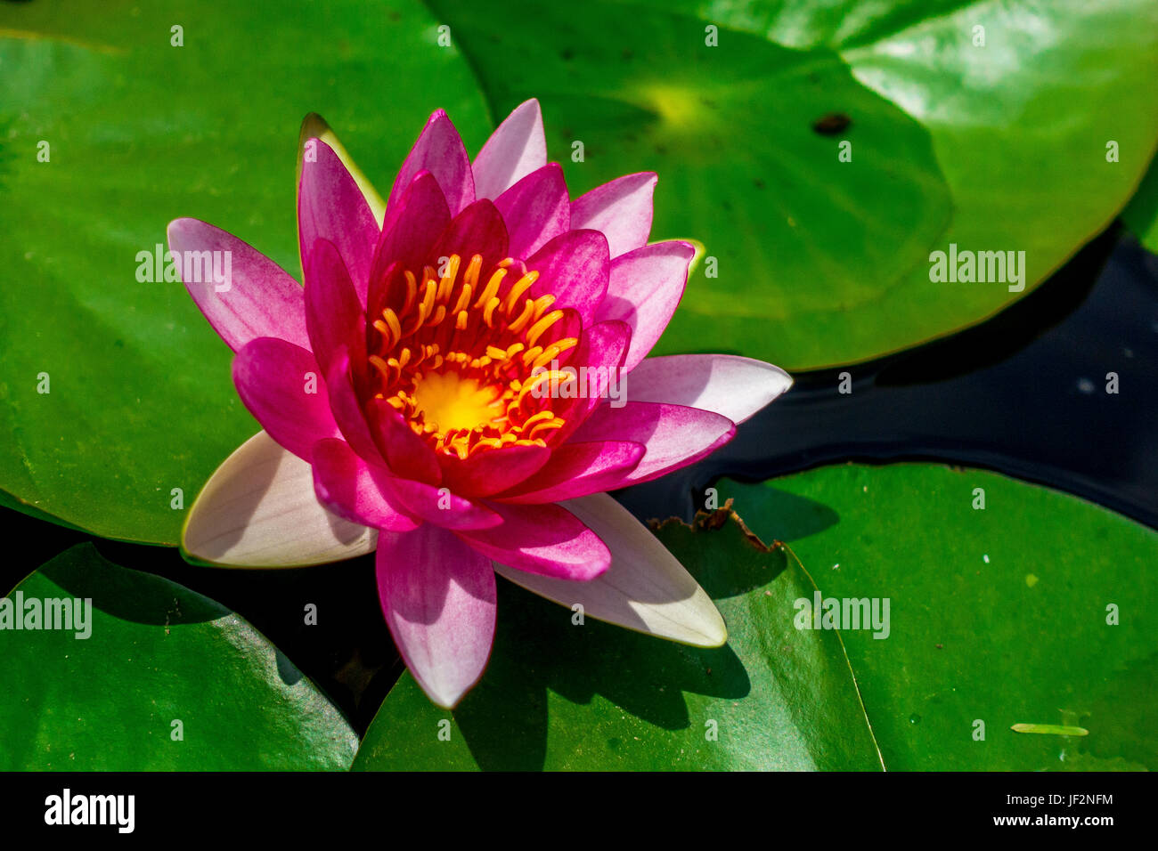 Bright pink water lilies at the botanical garden in Padova, Italy Stock Photo