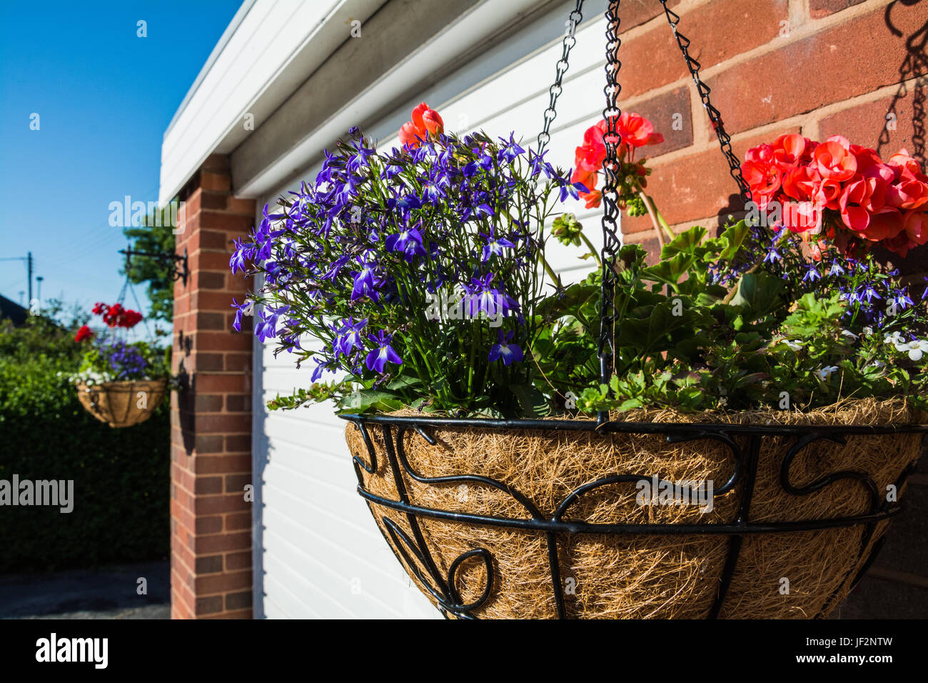 Upright Lobelia (Lobelias) and red Trailing Geranium (Pelargonium) in a hanging basket (coco fibre) next to garage door, sunny day. Shropshire, UK. Stock Photo