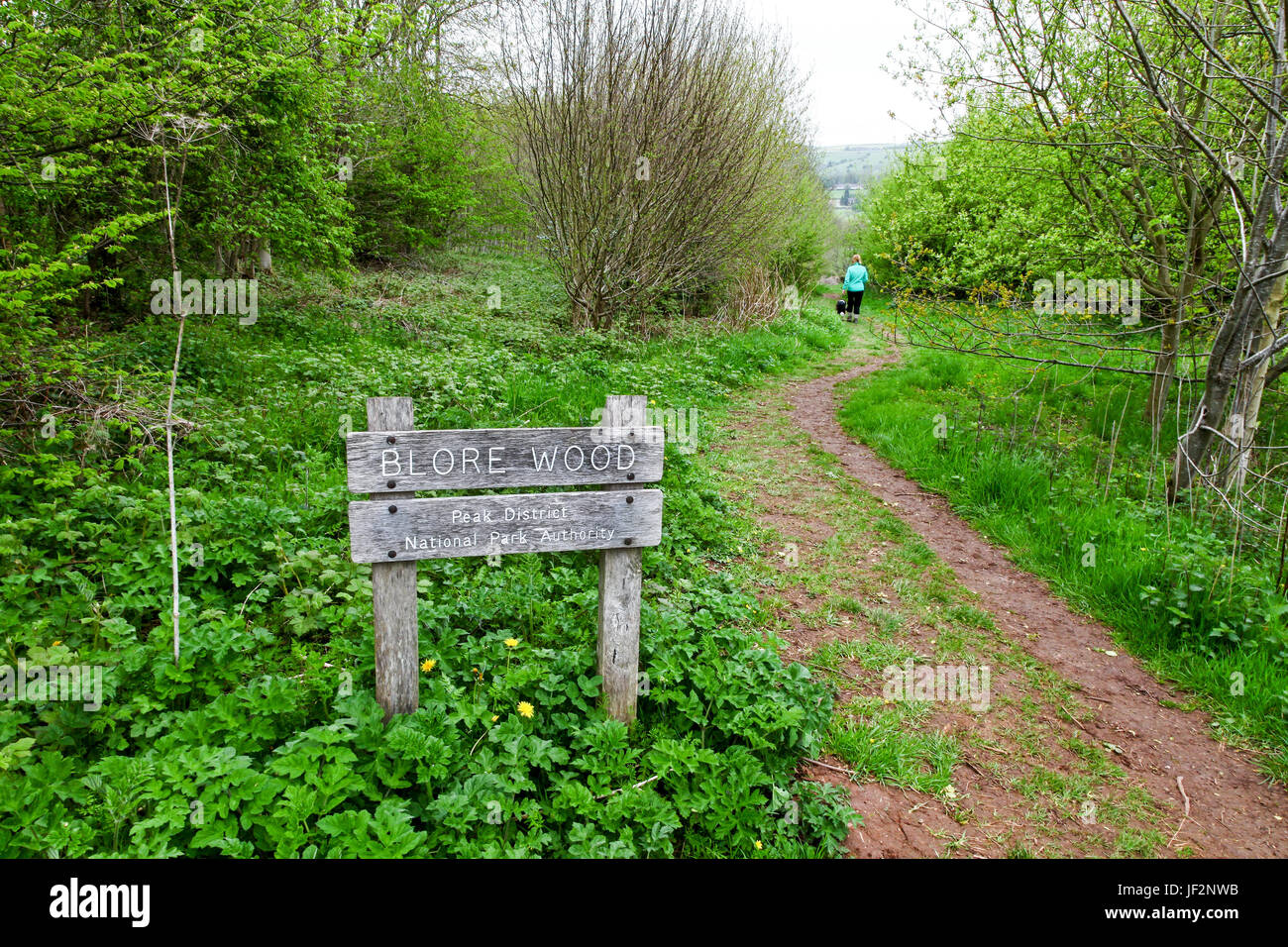 A woman and her dog walking through Blore Pasture Wood a Peak District ...